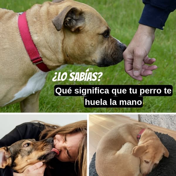 Más de 35 comportamientos de perros que no deben ser ignorados