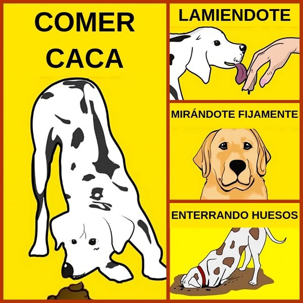 Más de 35 comportamientos de perros que no deben ser ignorados