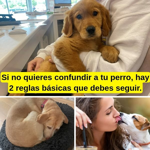 Más de 35 comportamientos de perros que no deben ser ignorados