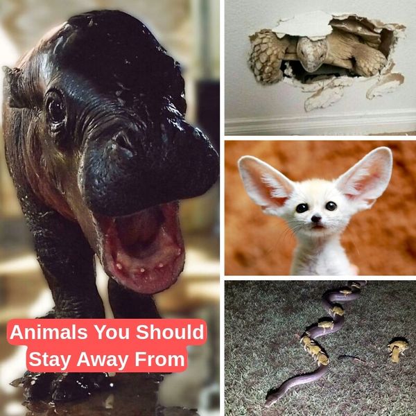 35+ Animals That Seem Cute At First But Are Actually A Cause For Concern