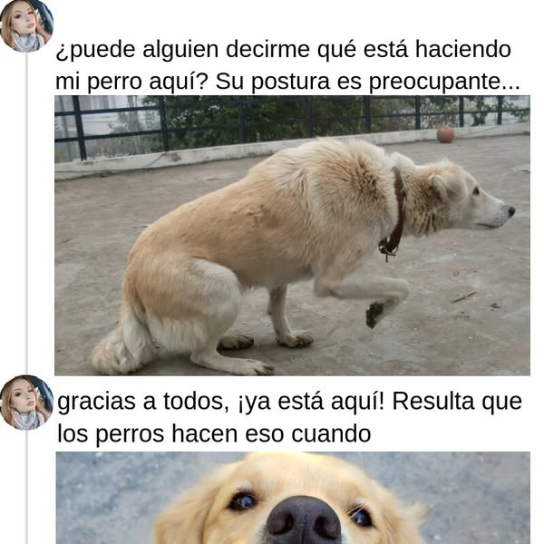 Más de 35 comportamientos de perros que no deben ser ignorados