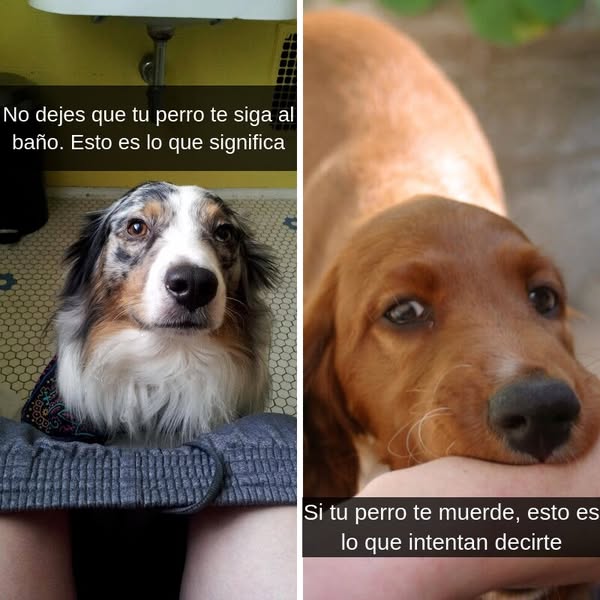 Más de 35 comportamientos de perros que no deben ser ignorados