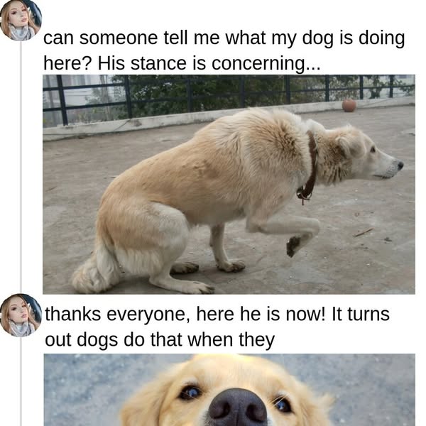 35+ Dog Behaviors That Shouldn't Be Ignored
